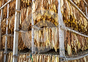 Leaves of dried tobacco.