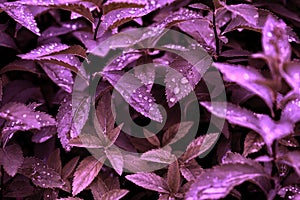 leaves drops garden purple color close-up