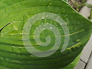 Leaves with drops of water. Can be used as background