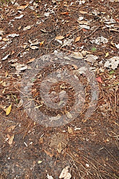 Leaves and Dry grass