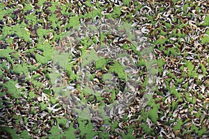 Leaves on Duck Weed