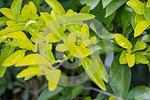 Leaves of Duranta erecta or golden dewdrop, pigeon berry