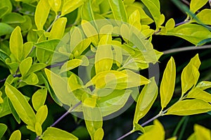 Leaves of Duranta erecta or golden dewdrop, pigeon berry