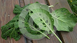 Leaves eaten by critters