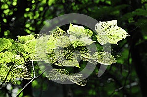 The leaves eaten by worms