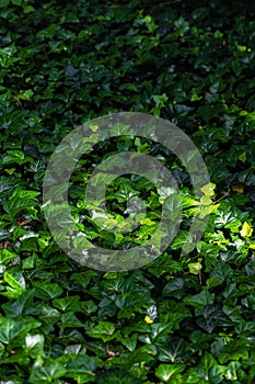 Leaves of Efeu Plants