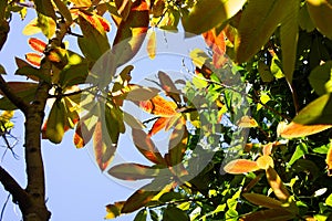 Leaves on the Elephant Apple tree