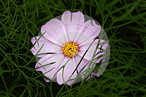 Leaves encircle a pink color Cosmos (plant) flower in dark, nature photo