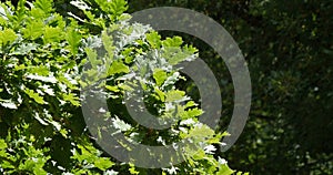 Leaves of English Oak, quercus robur or quercus pedunculata, Forest near Rocamadour in the South West of France