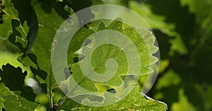 Leaves of English Oak, quercus robur or quercus pedunculata, Forest near Rocamadour in the South West of France