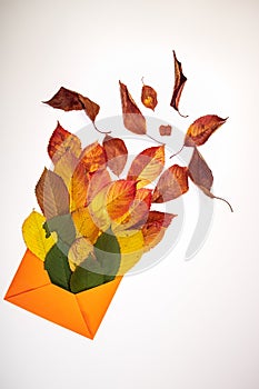 Leaves in an envelope. Autumn concept