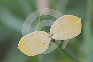Leaves of Euphorbia regis-jubae photo