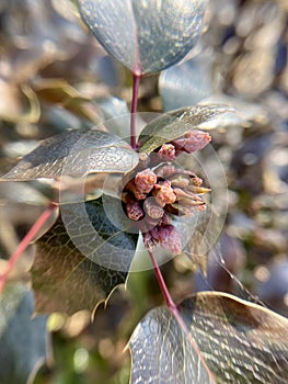 Leaves of the evergreen bush Mahonia, close-up photo photo
