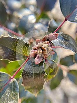 Leaves of the evergreen bush Mahonia, close-up photo photo