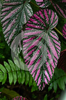 Leaves of Exotica Begonia