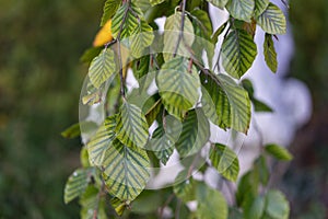 Leaves of of fagus silvatica pendula beech tree