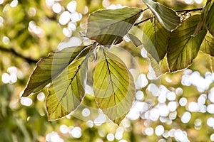 Leaves of a Fagus sylvatica
