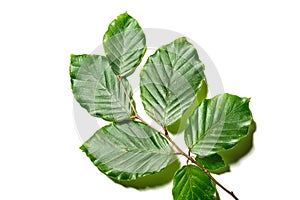 Leaves of Fagus sylvatica on white background