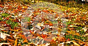 Leaves in fall