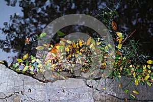 Leaves fall in puddles when the rainy season arrives