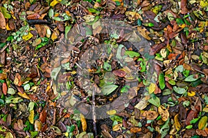 Leaves fall in puddles when the rainy season arrives