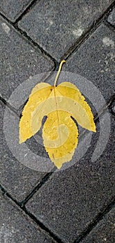Leaves fall in the rainy season carried by rainwater