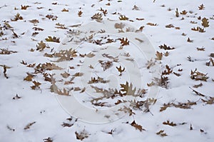 leaves fall snow winter oak tree plant nature texture