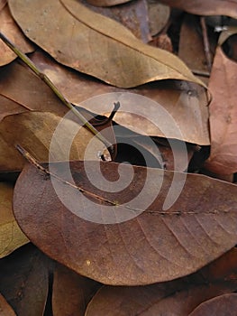 Leaves fall in spring indon