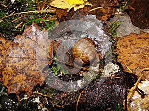 The leaves fall to the ground over the snail shell.Background with a brown maple leaf lying on a carpet of fallen leaves