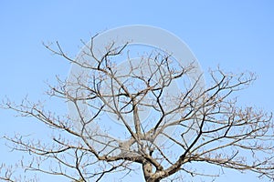 Leaves fall from trees during the winter season.