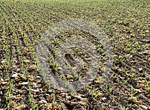 Leaves fallen in rows of young corn plants in endless field.