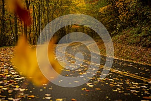 Leaves Falling Along Blue Ridge Parkway