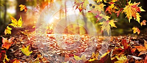 Leaves Falling In Defocused Autumn Forest