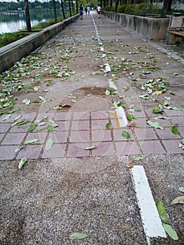 Leaves falling after strong winds