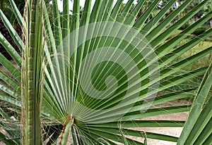 Leaves of fan palm or palmito