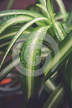 Leaves of fern with drops