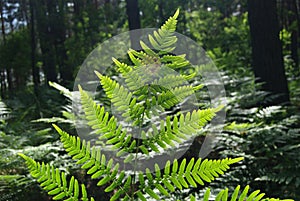 Leaves of fern - Dryopteris filix-max. photo