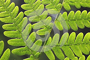 Leaves of fern - Dryopteris filix-max. photo