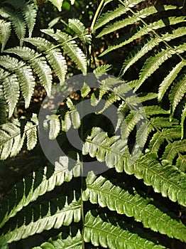 leaves of a fern with the Latin name Polypodiopsida or Pteridopsida which grows in tropical rainforests