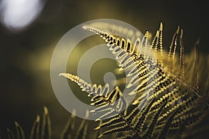 Leaves of the Fern (Tracheophyta) on the blurred background photo