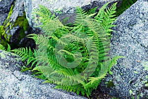The leaves of ferns Polypodiophyta