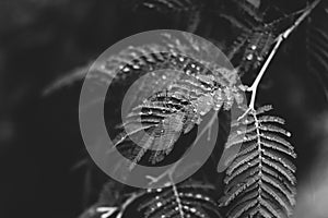 leaves with few drops toned in monochrome black