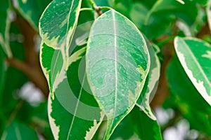 Leaves of ficus benjamina