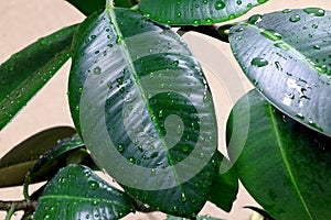 Leaves of Ficus elastica. Drops of rain on green leaves. House plant. Rubber plant