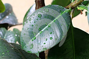 Leaves of Ficus elastica. Drops of rain on green leaves. House plant. Rubber plant