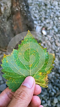 The leaves are finger-shaped with green and slightly yellow spots.