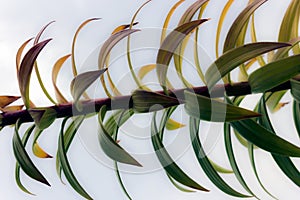 Leaves of a fire lily in autumn, blurred