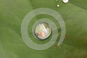 The leaves float on top of the water surface or are held well above it.