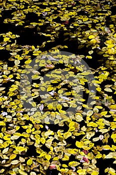 Leaves floating on water in Ohiopyle State Park in Pennsylvania