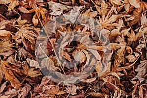 Leaves on the floor with frost in Winter